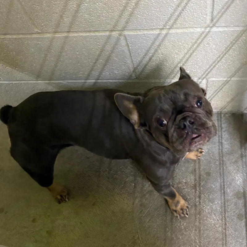A young small-sized female French Bulldog dog named Bea for adoption in San Jacinto, CA
