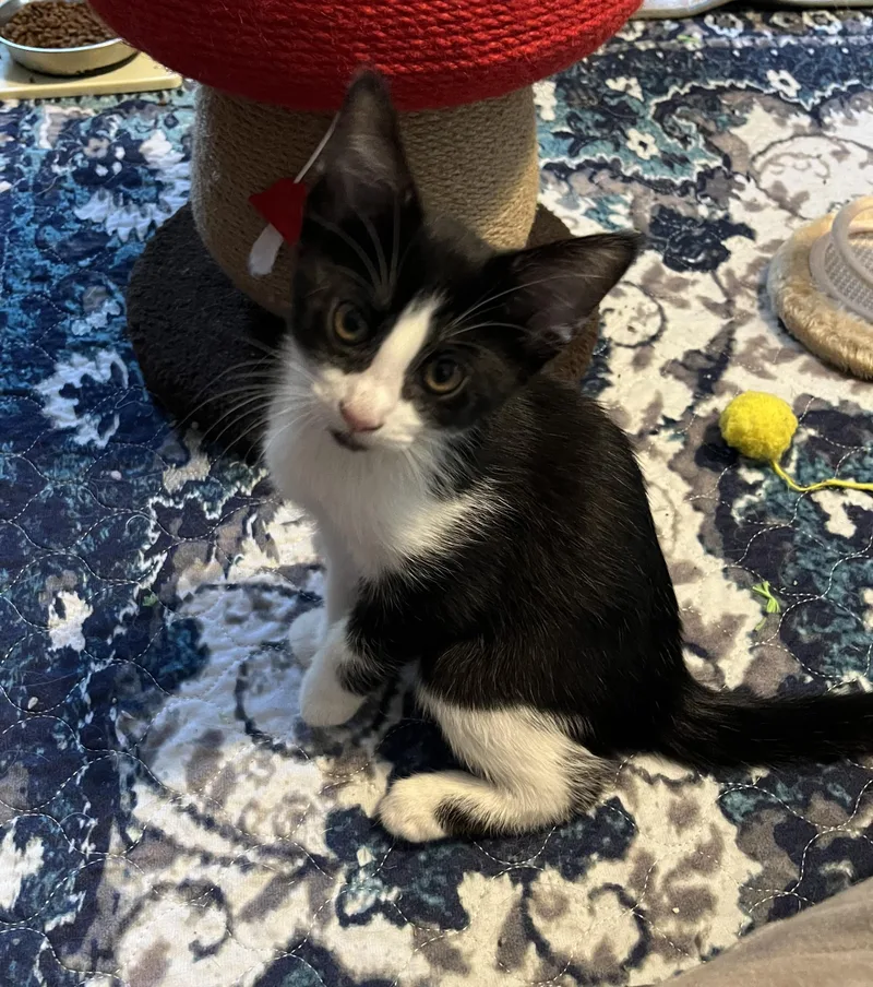 A baby medium-sized male Tuxedo cat named Derpy for adoption in Honeoye, NY