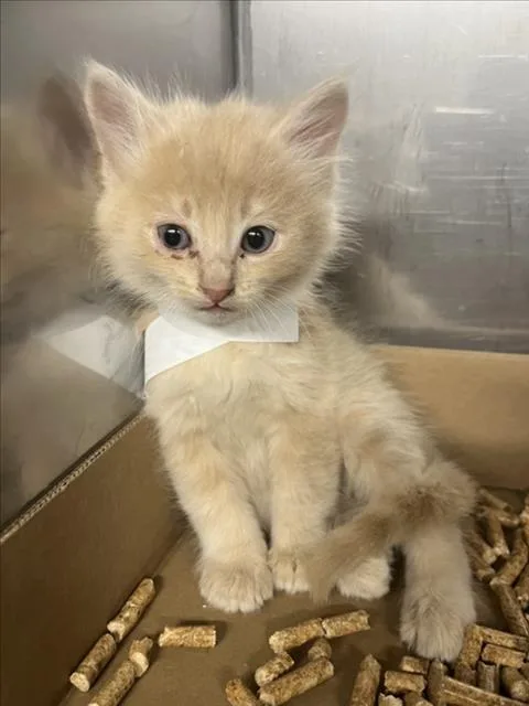 A baby small-sized male Domestic Short Hair cat named A for adoption in Woodland, CA
