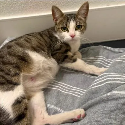 A young small-sized female Domestic Short Hair cat named Cleopatra for adoption in Alameda, CA