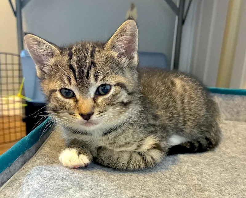 A baby medium-sized male Domestic Short Hair cat named Kahlua for adoption in Fremont, CA