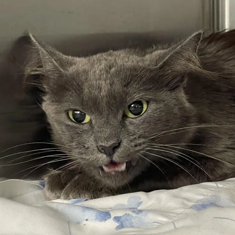 A young medium-sized female Gray / Blue / Silver Domestic Medium Hair cat named Tire for adoption in Tulsa, OK