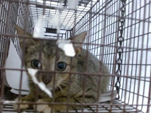 A baby small-sized male Domestic Short Hair cat named Brian for adoption in Miami, FL