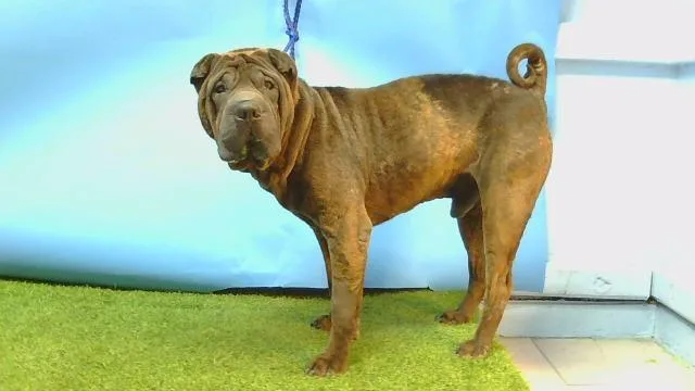 An adult medium-sized male Shar-Pei dog named Benji for adoption in Gardena, CA