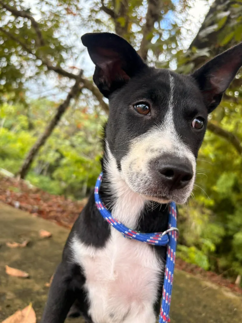 A baby medium-sized female Mixed Breed dog named Mimi for adoption in Brooklyn, NY