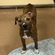 A baby medium-sized female Brindle Plott Hound dog named Fern for adoption in Allen, TX