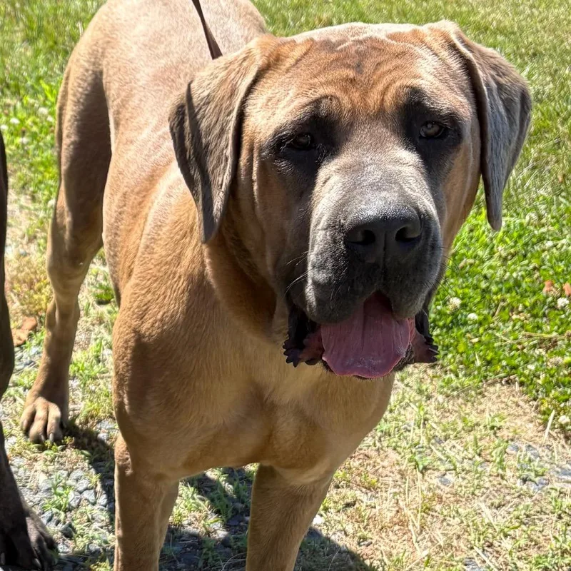 An adult large-sized female Yellow / Tan / Blond / Fawn Mastiff dog named Manila for adoption in Ridgely, MD