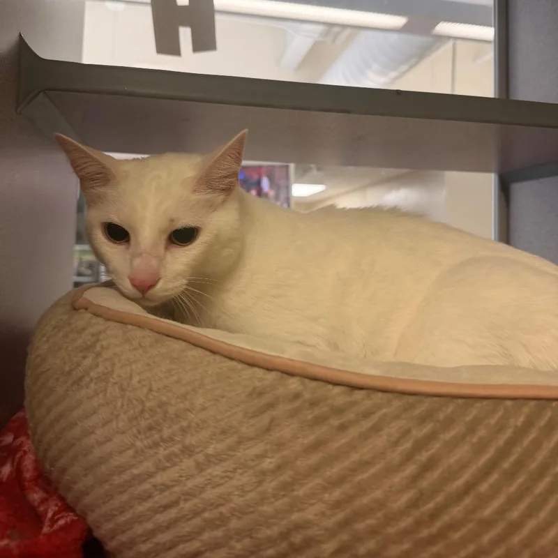 An adult large-sized male White Domestic Short Hair cat named Cheerio for adoption in Red House, WV