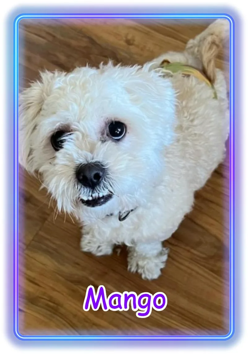 A young small-sized male Bichon Frise dog named Mango AZ for adoption in Tulsa, OK