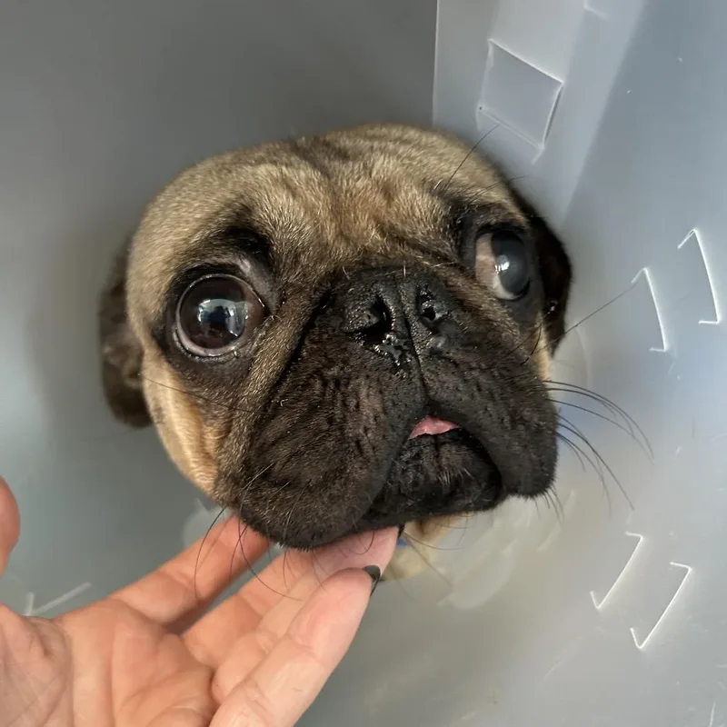 An adult small-sized male Sable Mixed Breed dog named Edward "Eddie" for adoption in Leander, TX