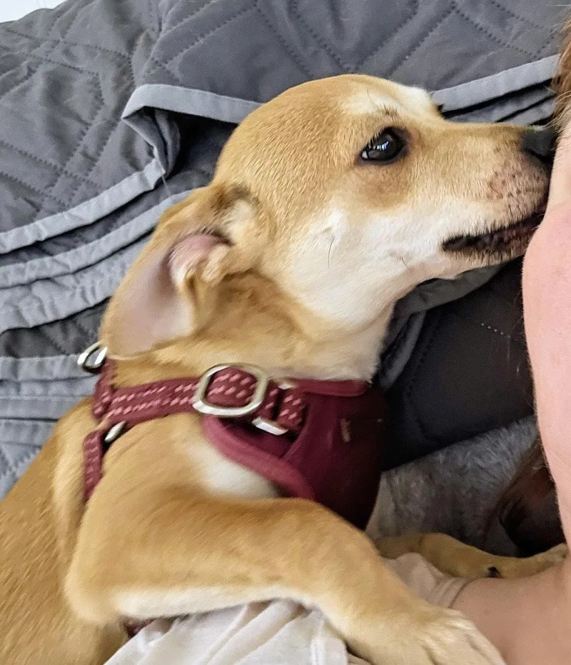Peanut thumbnail 2