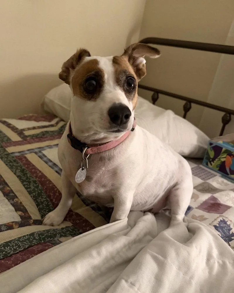 A young medium-sized female Jack Russell Terrier dog named Ellie for adoption in Columbia, TN