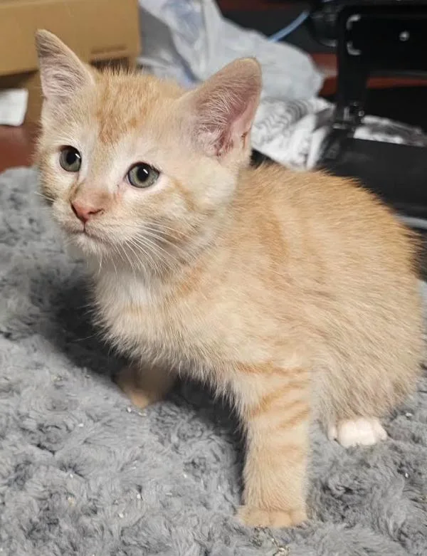 A baby small-sized male Orange / Red Domestic Short Hair cat named Maui for adoption in Brooklyn Center, MN