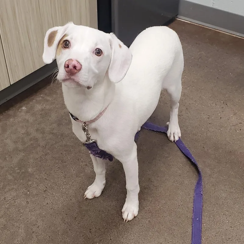 A young small-sized male White / Cream Mixed Breed dog named Guy Fieri for adoption in Chattanooga, TN