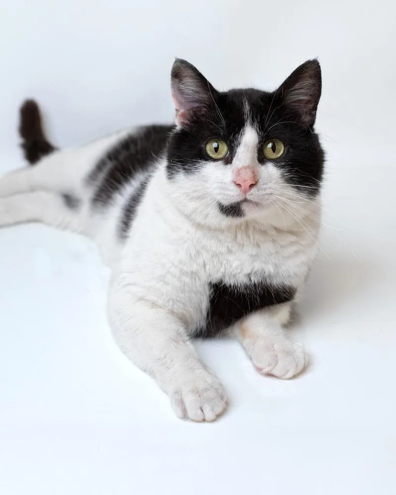 A young large-sized male Domestic Short Hair cat named Spencer for adoption in Boone, IA