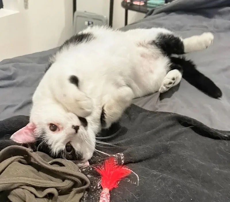 A young medium-sized male Black & White / Tuxedo Domestic Short Hair cat named Domino and Scrabble for adoption in Melrose, MA