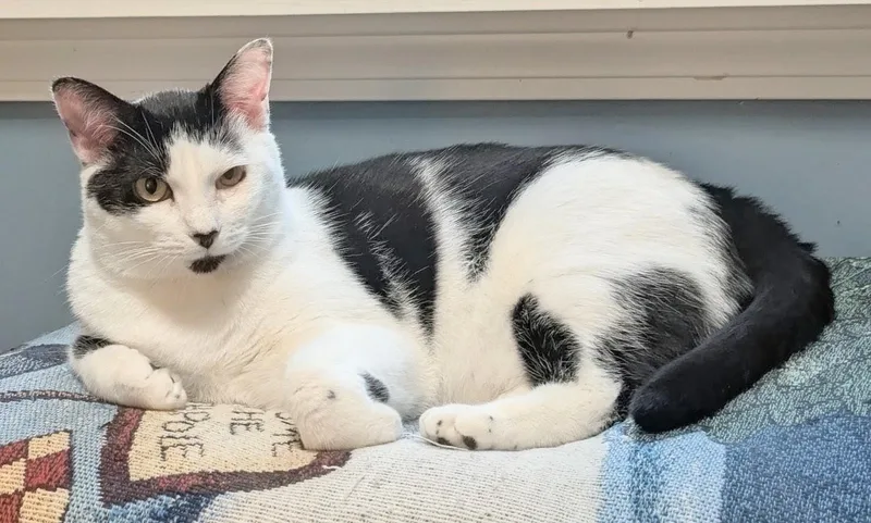 Domino and Scrabble thumbnail 3