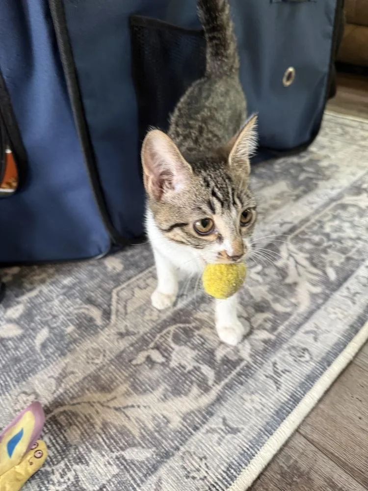 Elli