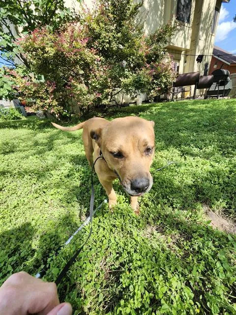 An adult large-sized female American Staffordshire Terrier dog named Marrideth for adoption in San Antonio, TX