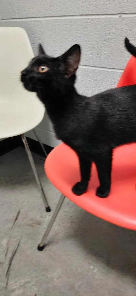 A baby small-sized female Domestic Short Hair cat named Blanch for adoption in Henderson, NC