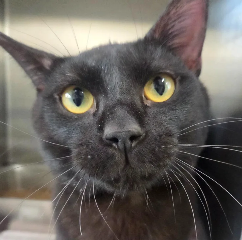 A young medium-sized male Domestic Short Hair cat named Grim for adoption in Peoria, AZ
