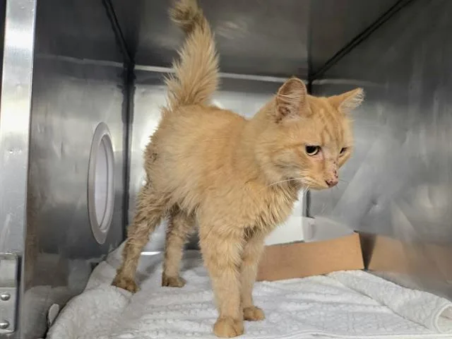 An adult medium-sized female Domestic Short Hair cat named Millie for adoption in Panama City, FL