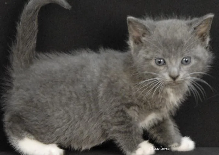 A baby medium-sized female Gray & White Domestic Short Hair cat named Novelty for adoption in Newland, NC