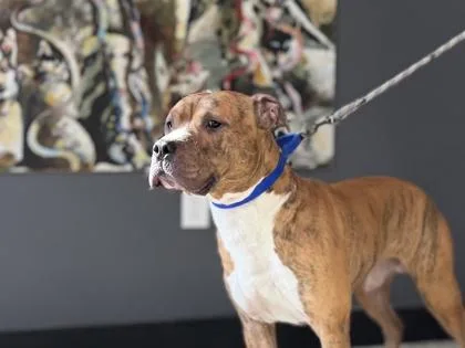 An adult large-sized male Mixed Breed dog named Peter Rabbit for adoption in West Chester, PA