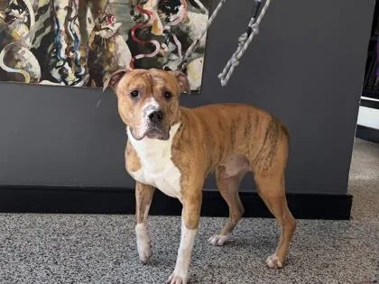 Peter Rabbit thumbnail 3