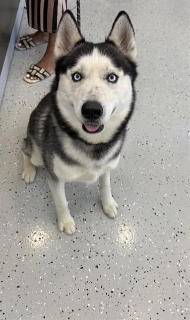 An adult medium-sized male Siberian Husky dog named Sky for adoption in Forney, TX