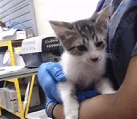 A baby small-sized male Domestic Short Hair cat named Route for adoption in Denver, CO