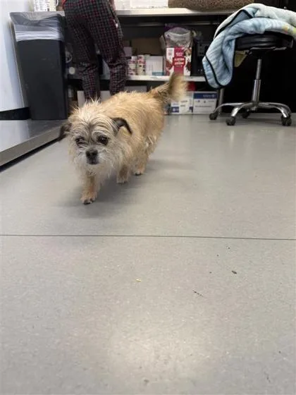 An adult small-sized female Mixed Breed dog named Regina for adoption in West Chester, PA