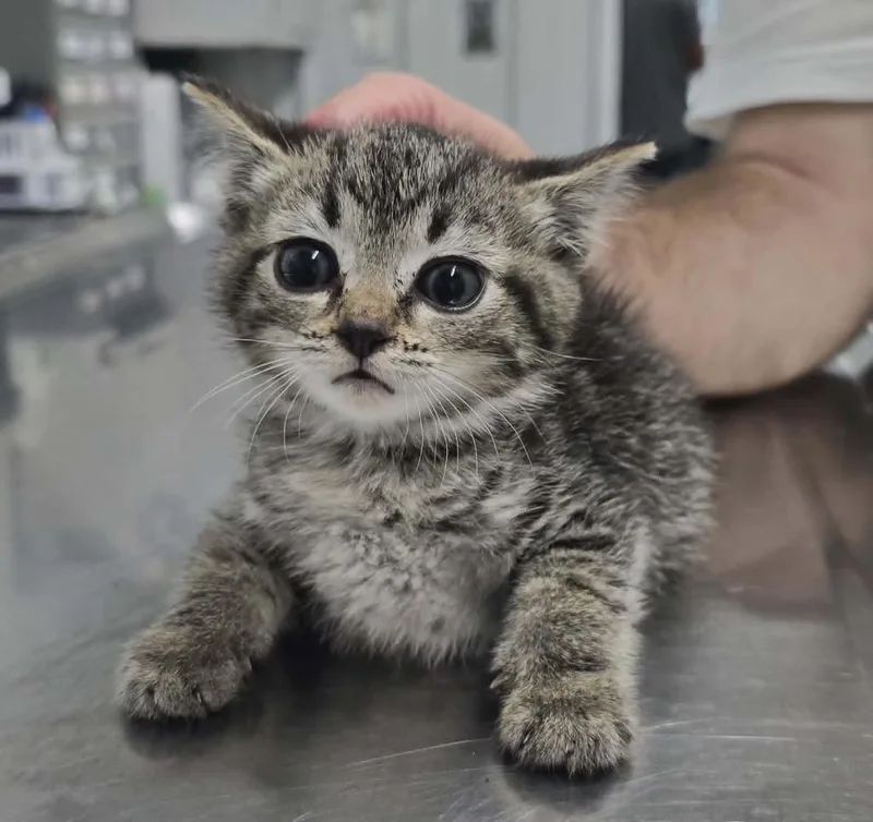 A baby small-sized female Domestic Short Hair cat named Billie Jo for adoption in Hillsdale, IN