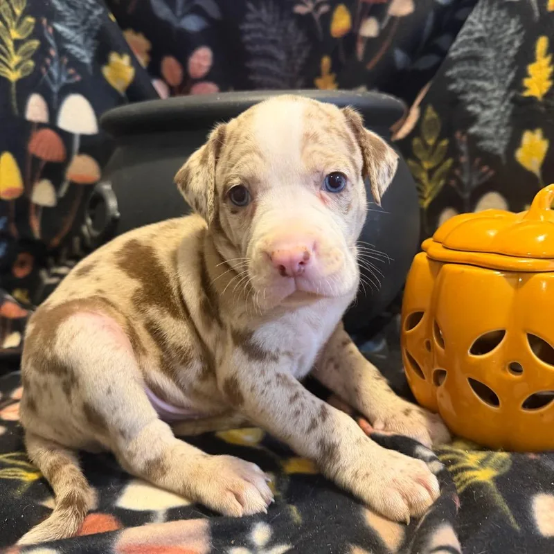 A baby medium-sized male Brown / Chocolate Mixed Breed dog named Louis de Pointe du for adoption in Fredericksburg, VA