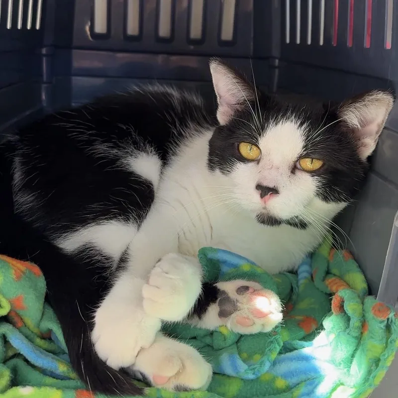 An adult large-sized male Domestic Short Hair cat named Inkblot for adoption in Oconto, WI