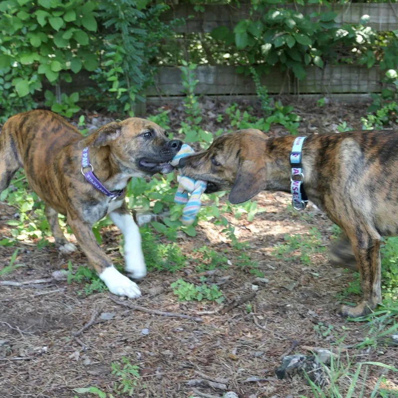 A baby medium-sized female Brindle Mixed Breed dog named Taffy for adoption in Mebane, NC
