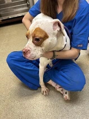 A young medium-sized female Pit Bull Terrier dog named Peaches for adoption in Palm Coast, FL