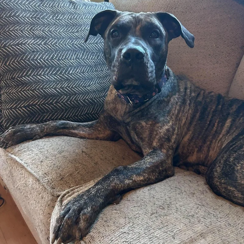 An adult large-sized female Cane Corso dog named Olive for adoption in Yonkers, NY