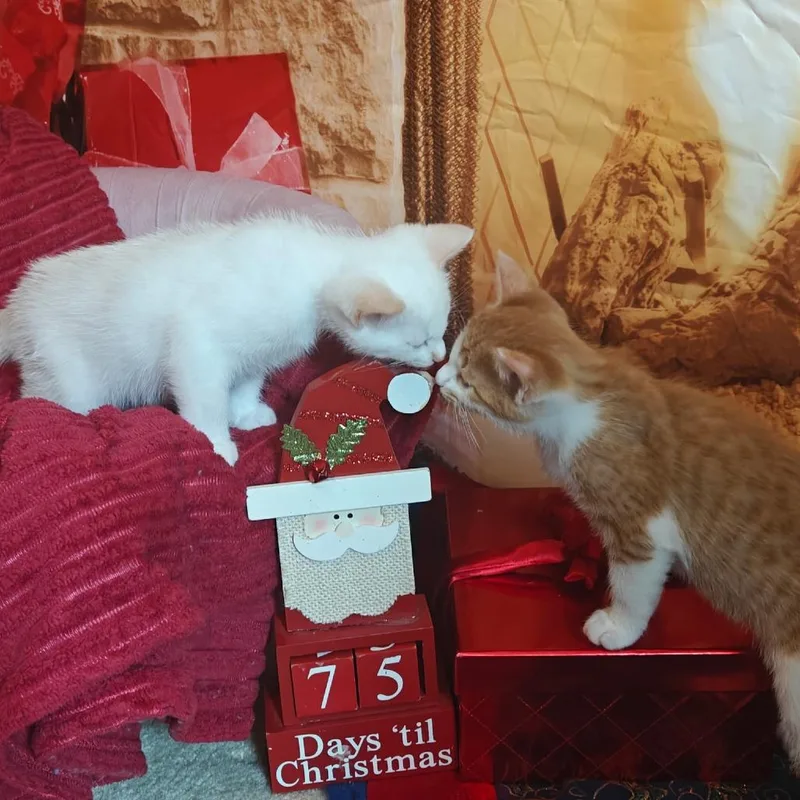 A baby medium-sized female Domestic Short Hair cat named White Claw for adoption in Oak Ridge, TN