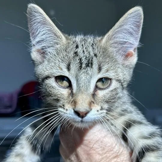 A baby small-sized male Brown / Chocolate Domestic Short Hair cat named Banana Cream for adoption in Matteson, IL