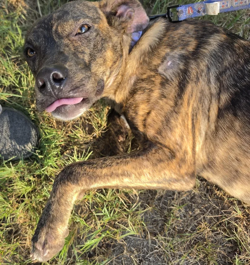 A young medium-sized female Brindle Terrier dog named Laramie for adoption in Sheridan, TX