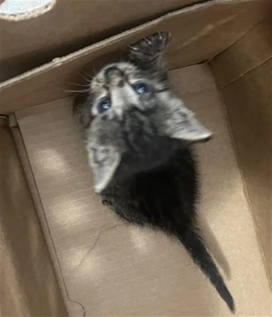 A baby medium-sized male Domestic Short Hair cat named Cam for adoption in Dallas, TX