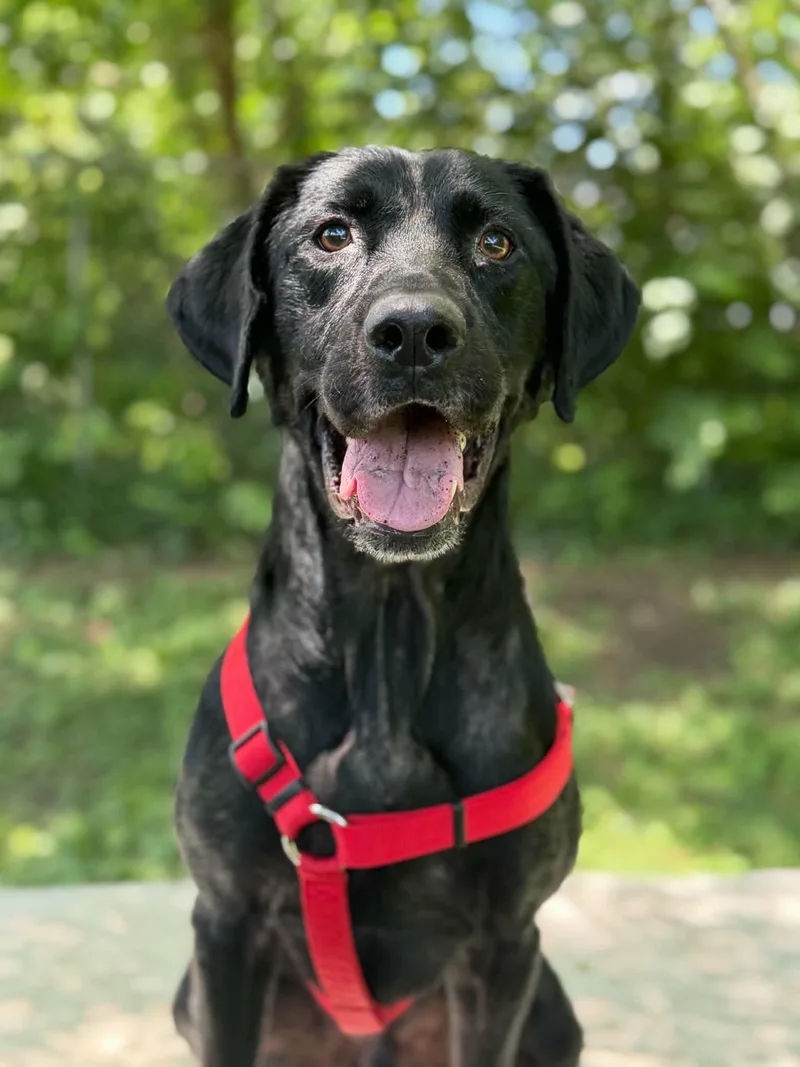 An adult medium-sized male Black Labrador Retriever dog named Kernel for adoption in Martinsville, IN