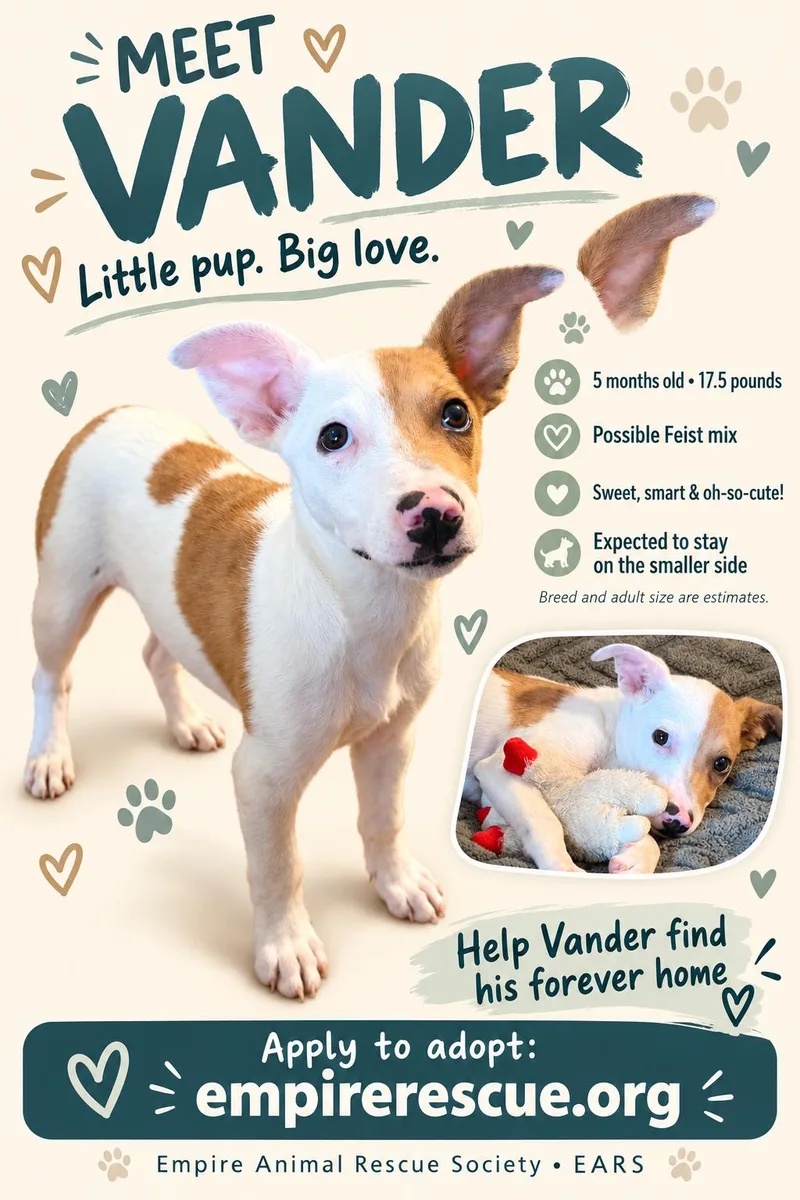 A young medium-sized male White / Cream Feist dog named Vander for adoption in Salamanca, NY