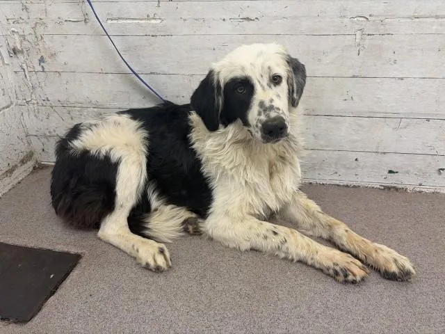 A young medium-sized female Australian Shepherd dog named Fifi for adoption in San Bernardino, CA
