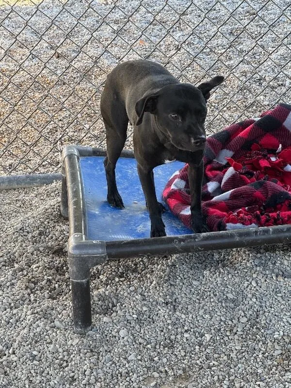 A young small-sized female Black Mixed Breed dog named Wednesday for adoption in Georgetown, OH
