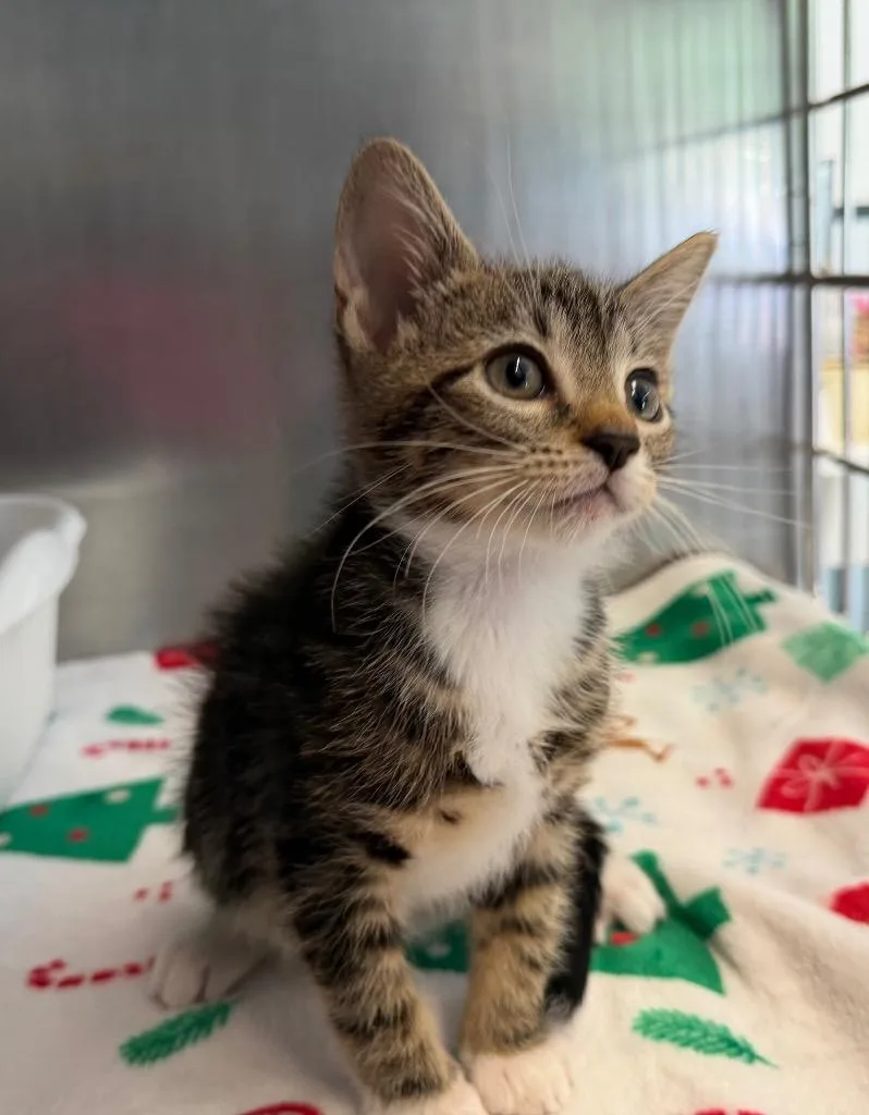 A baby medium-sized male Domestic Short Hair cat named Toussant for adoption in Pomona, NY