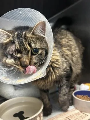 An adult small-sized female Domestic Long Hair cat named Jane Goodall for adoption in Madison, NJ