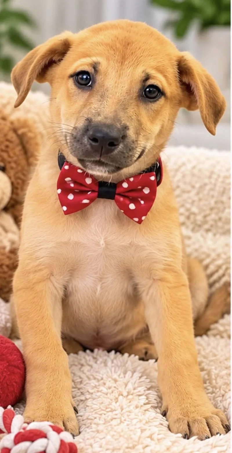 A baby medium-sized male Terrier dog named Lucca for adoption in Margate, FL