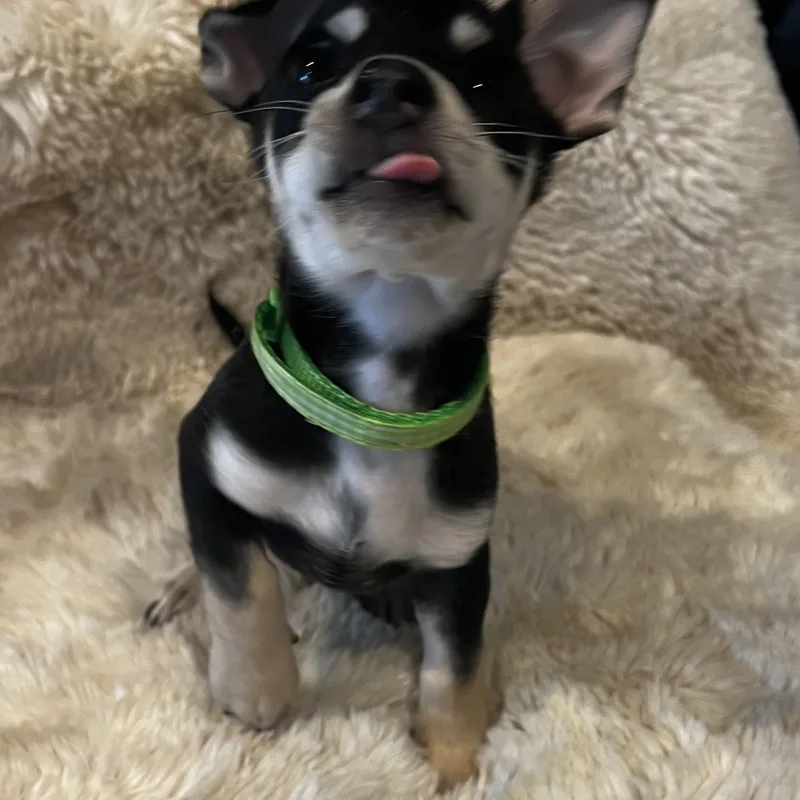Goofy thumbnail 4